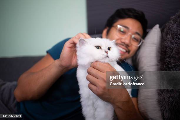 petting cat on couch - purebred cat stock pictures, royalty-free photos & images