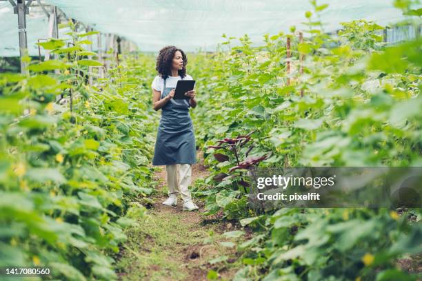 jardinero en un campo de verduras - farm produce market fotografías e imágenes de stock