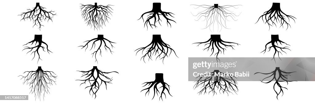 Root Plants Botanical Symbols Root Vector Collection High-Res Vector ...