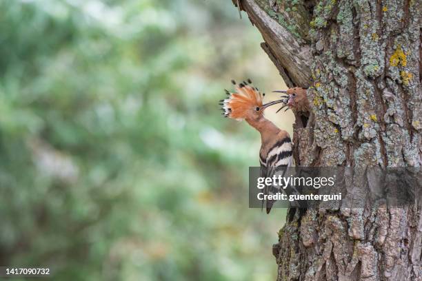 abubilla euroasiática (upupa epops) alimentando a los polluelos, delta del danubio, rumania - abubilla fotografías e imágenes de stock