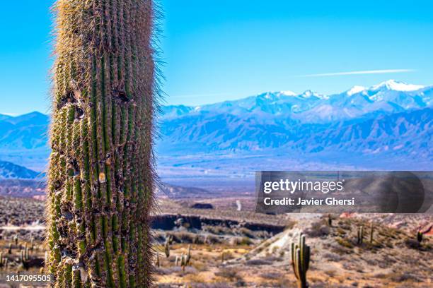 cactus in los cardones national park, payogasta, salta, argentina. - saltar stock-fotos und bilder