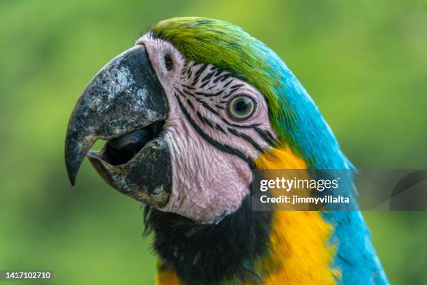 eigentliche aras - blue and yellow macaws stock-fotos und bilder