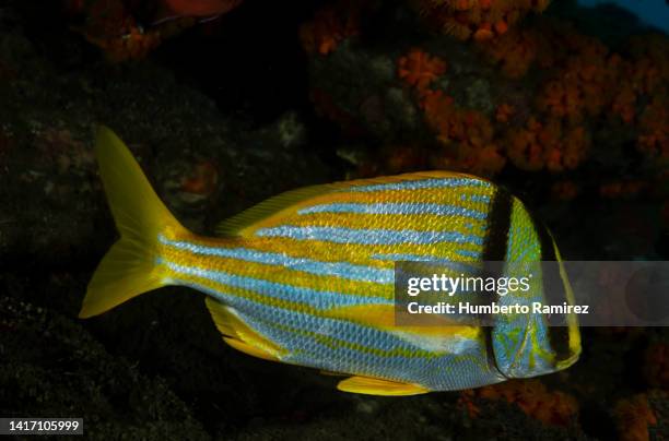 porkfish. - porkfish bildbanksfoton och bilder