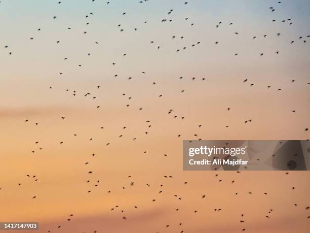 mosquito swarm - mosquito stock pictures, royalty-free photos & images