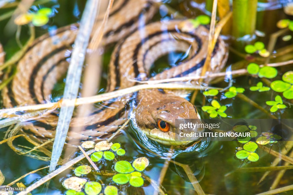 Japanese striped snake in a small biotope.