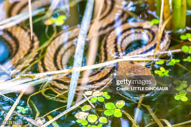 japanese striped snake in a small biotope. - biotit stock-fotos und bilder