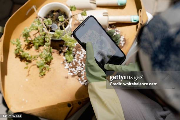 female planter mixing soil preparing for repotting. - tuinhandschoen stockfoto's en -beelden