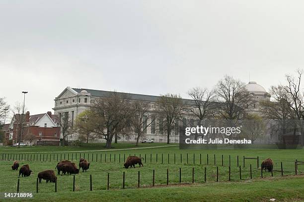 Small herd of buffalo graze near the entrance of the United States Penitentiary March 22, 2012 in Leavenworth, Kansas. The United States Penitentiary...