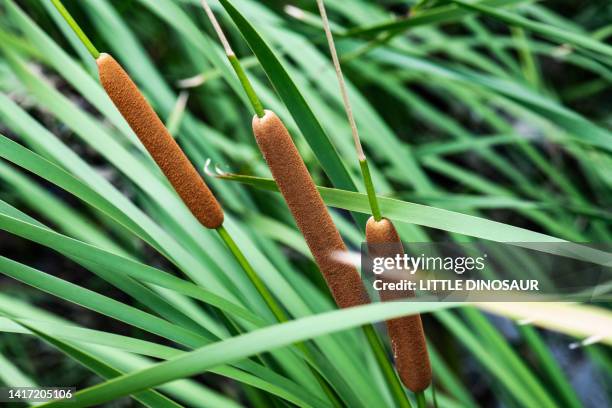 cattail ears (close-up) - rushes plant stock pictures, royalty-free photos & images