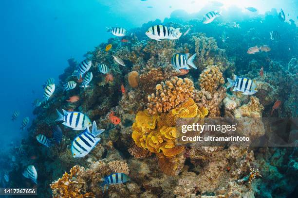 coral reef school of fish  sea life  salad coral and sergent major fish underwater photo scuba diver point of view. - fundo do mar imagens e fotografias de stock