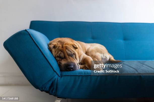 perro mascota shar-pei dormido - couch potato refrán en inglés fotografías e imágenes de stock