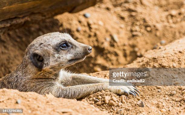 3,254 Desert Animals Cute Photos and Premium High Res Pictures - Getty  Images