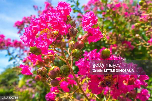 crape myrtle - crape myrtle stock-fotos und bilder