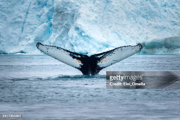 avistamiento de ballenas en ilulissat, groenlandia - whale fotografías e imágenes de stock