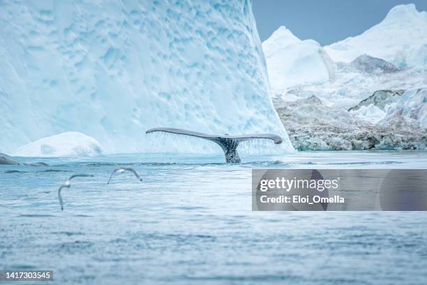 humpback whale tail with two seagulls in greenland - fiorde de gelo de ilulissat imagens e fotografias de stock