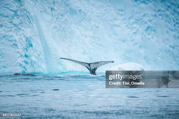 humpback whale and tail in the icebergs. greenland - humpbacks imagens e fotografias de stock