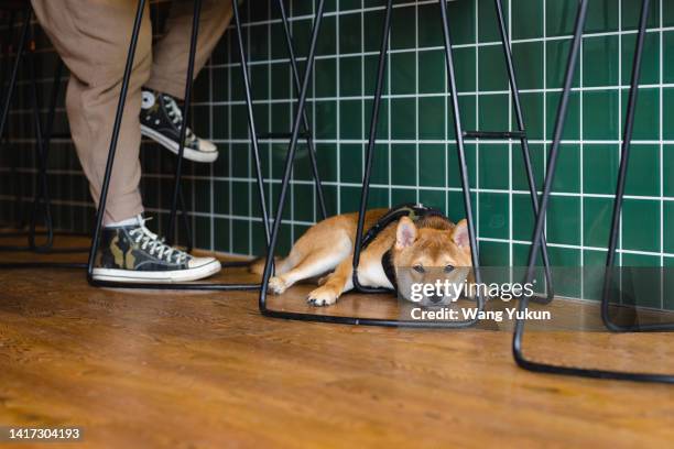 shiba inu resting on the floor of a cafe - cute shiba inu puppies stock pictures, royalty-free photos & images