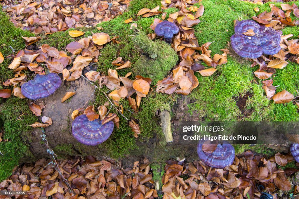 Mushrooms growing on mossy trunk, Navarre, Spain.