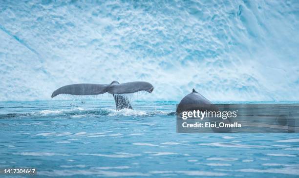 humpback whale and tail in the icebergs. greenland - humpbacks imagens e fotografias de stock