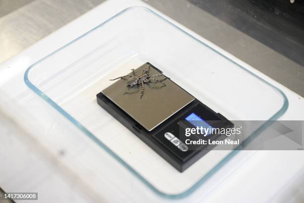 Desertas Wolf spider is weighed during a photo-call at ZSL Whipsnade Zoo on August 23, 2022 in Dunstable, England. As part of their regular check-ups...