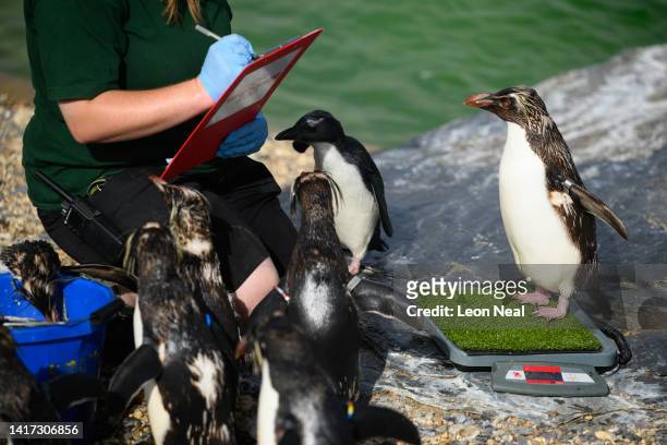 Northern Rockhopper penguin is weighed by keeper Alex Johnson during a photo-call at ZSL Whipsnade Zoo on August 23, 2022 in Dunstable, England. As...