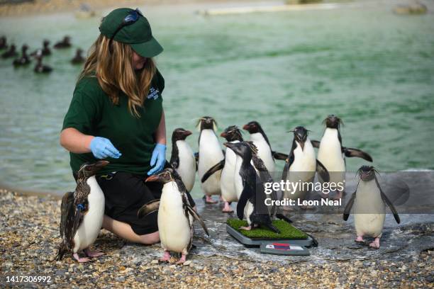 Northern Rockhopper penguin chick named "Dobby" is weighed by keeper Alex Johnson during a photo-call at ZSL Whipsnade Zoo on August 23, 2022 in...