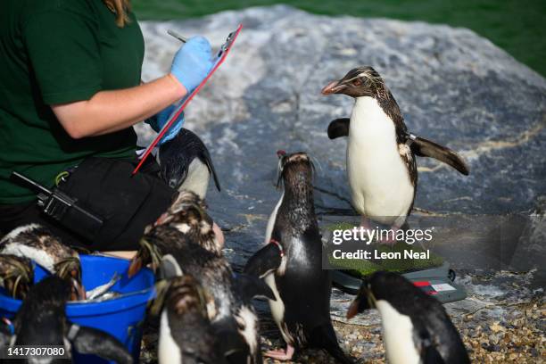 Northern Rockhopper penguin is weighed by keeper Alex Johnson during a photo-call at ZSL Whipsnade Zoo on August 23, 2022 in Dunstable, England. As...