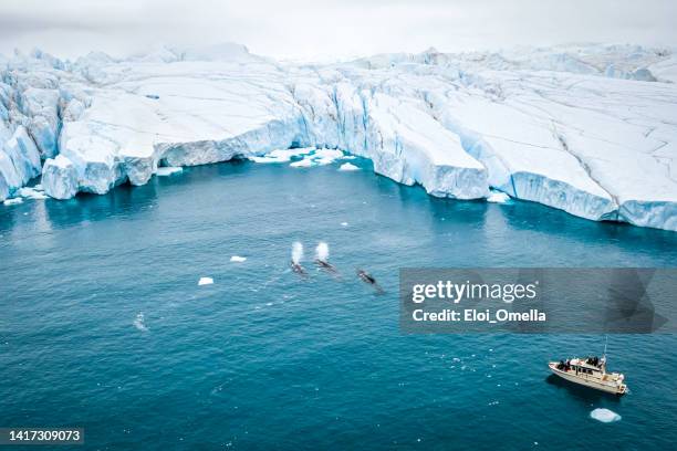 paseo en barco de ballena wathching en groenlandia - clima polar fotografías e imágenes de stock