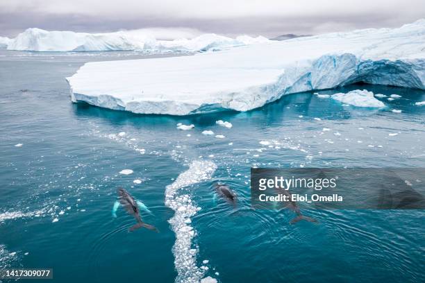 ballenas en la naturaleza en groenlandia - ballenato fotografías e imágenes de stock