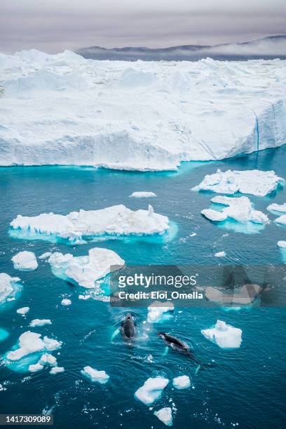 punto de vista de dos ballenas en medio de los icebergs que se derriten en groenlandia - océano antártico fotografías e imágenes de stock