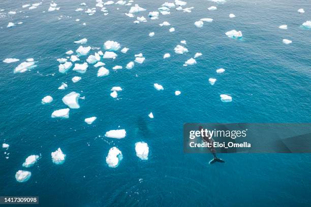 top view of two humpback whales in greenland - fiorde de gelo de ilulissat imagens e fotografias de stock