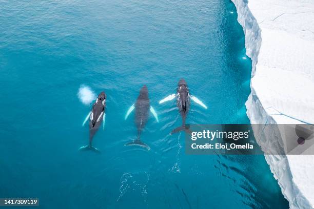 ballenas rociando agua de blowhole mientras nadan en groenlandia - whale fotografías e imágenes de stock