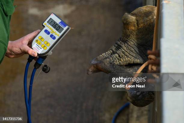 Beluki, a Greater One-Horned rhino, is weighed by keeper Alex Simpson during a photo-call at ZSL Whipsnade Zoo on August 23, 2022 in Dunstable,...