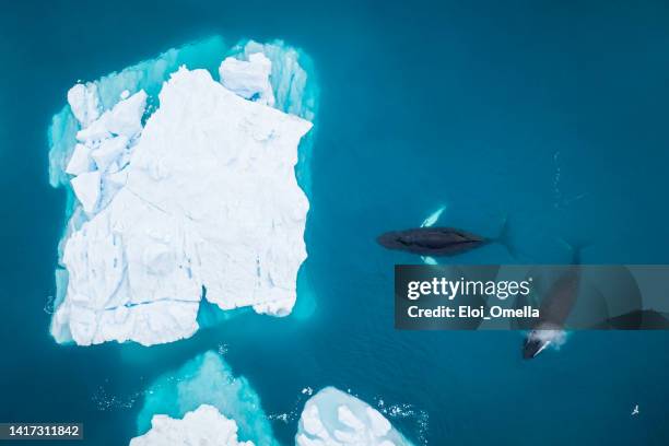 top view of two whales in front of an iceberg in ilulissat icefjord, greenland - humpback whale stock pictures, royalty-free photos & images