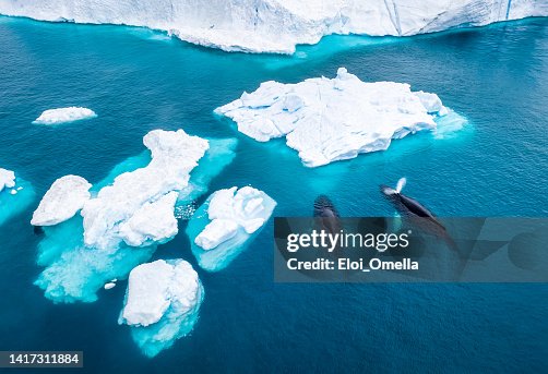 グリーンランドのザトウクジラ2頭の空撮 グリーンランドのザトウクジラ2頭の空撮