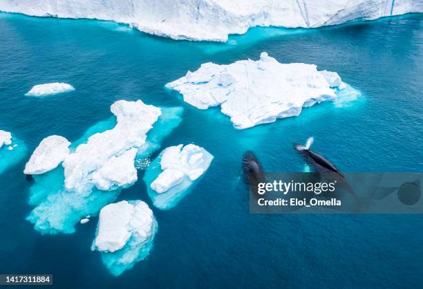 aerial view of two humpback whales in greenland - iceberg ice formation stockfoto's en -beelden