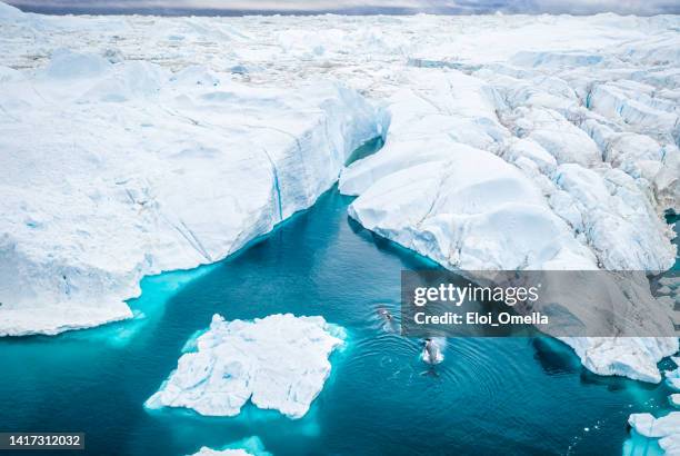 drone over sea and ice of ilulissat icefjord with whales - fiorde de gelo de ilulissat imagens e fotografias de stock