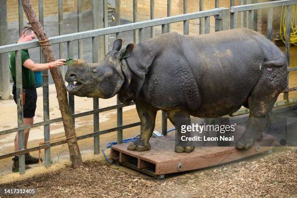Beluki, a Greater One-Horned rhino, is coaxed onto a set of scales by keeper Alex Simpson during a photo-call at ZSL Whipsnade Zoo on August 23, 2022...