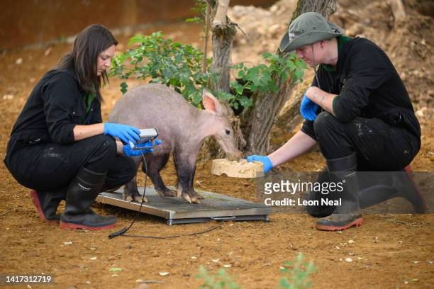 An Aardvark is weighed by keepers Angela Robinson and Harry Maskell during a photo-call at ZSL Whipsnade Zoo on August 23, 2022 in Dunstable,...