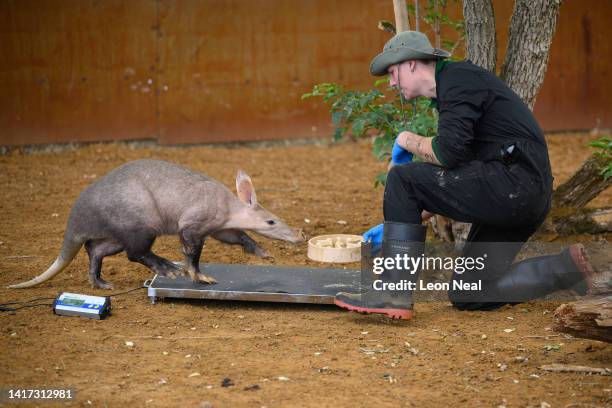 An Aardvark is weighed by keeper Harry Maskell during a photo-call at ZSL Whipsnade Zoo on August 23, 2022 in Dunstable, England. As part of their...