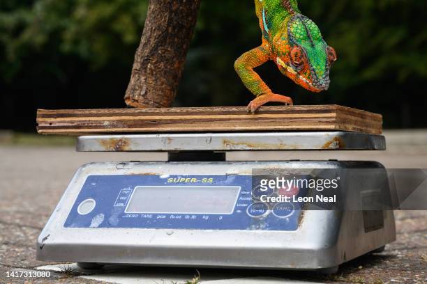 Chameleon slowly climbs down onto a set of scales during a photo-call at ZSL Whipsnade Zoo on August 23, 2022 in Dunstable, England. As part of their...