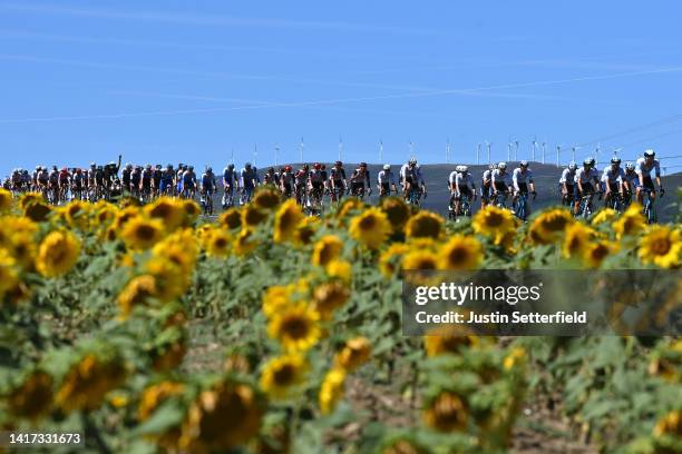 General view of the peloton passing through a sunflowers field during the 77th Tour of Spain 2022, Stage 4 a 152,4km stage from Vitoria-Gasteiz to...