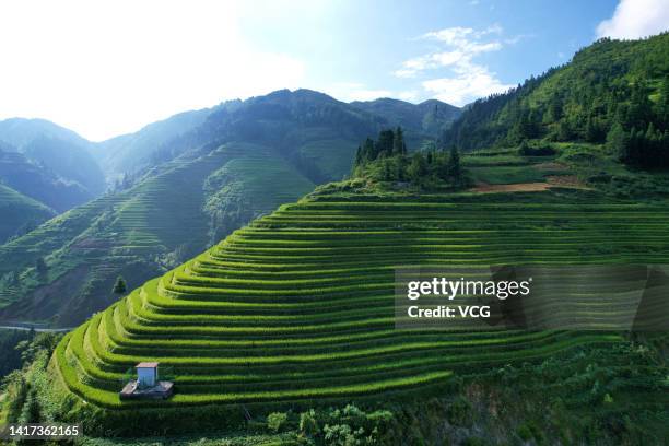 Aerial view of terraced rice paddy fields at sunrise on August 20, 2022 in Congjiang County, Qiandongnan Miao and Dong Autonomous Prefecture, Guizhou...