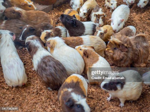 rats in south farm panglao, bohol, philippines - guinea pig stock pictures, royalty-free photos & images