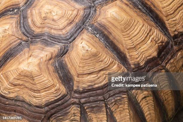 sulcata tortoise close-up - tortoiseshell stock pictures, royalty-free photos & images