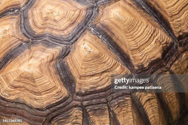 sulcata tortoise close-up - tortoise shell print stock pictures, royalty-free photos & images