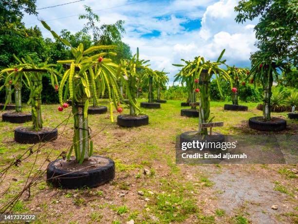 dragon fruit tree in south farm panglao, bohol, philippines - bohol stock pictures, royalty-free photos & images