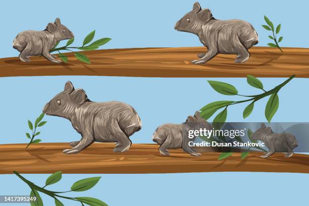 koalas in einem baum - koala stock-grafiken, -clipart, -cartoons und -symbole