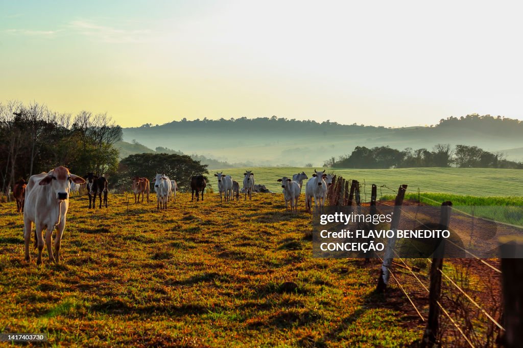 Cows, calves and bulls grazing in livestock in the Londrina region of Brazil.