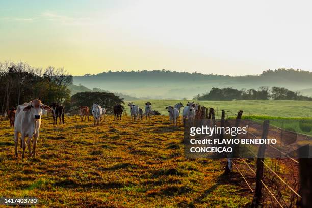 cows, calves and bulls grazing in livestock in the londrina region of brazil. - southern brazil stock pictures, royalty-free photos & images